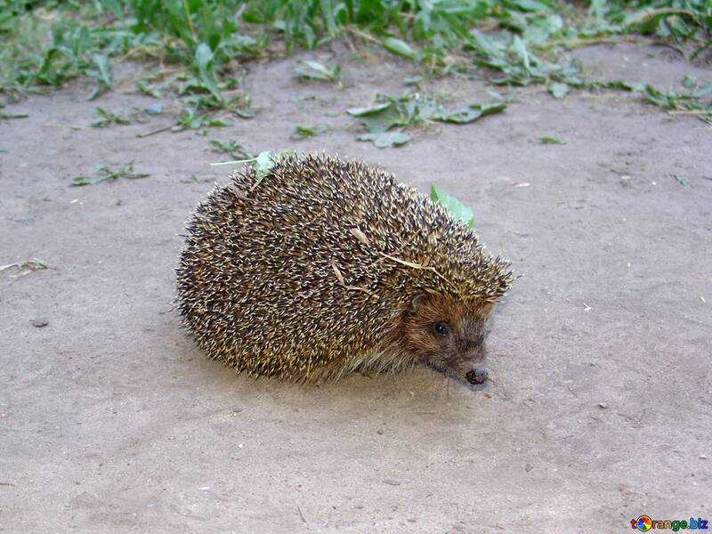  Hedgehog  №2475