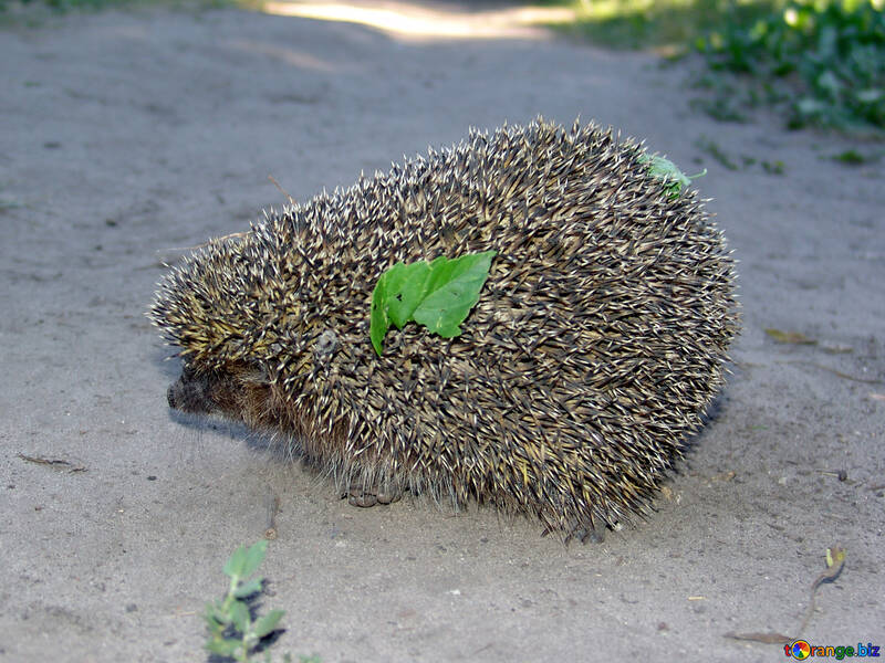 Hedgehog with green leaf №2031