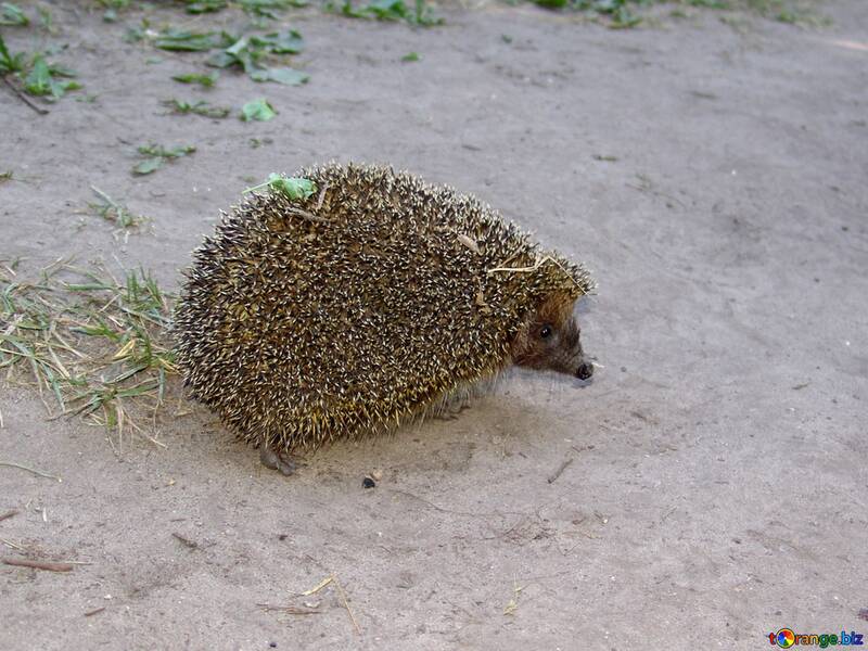 The hedgehog has turned back №2473