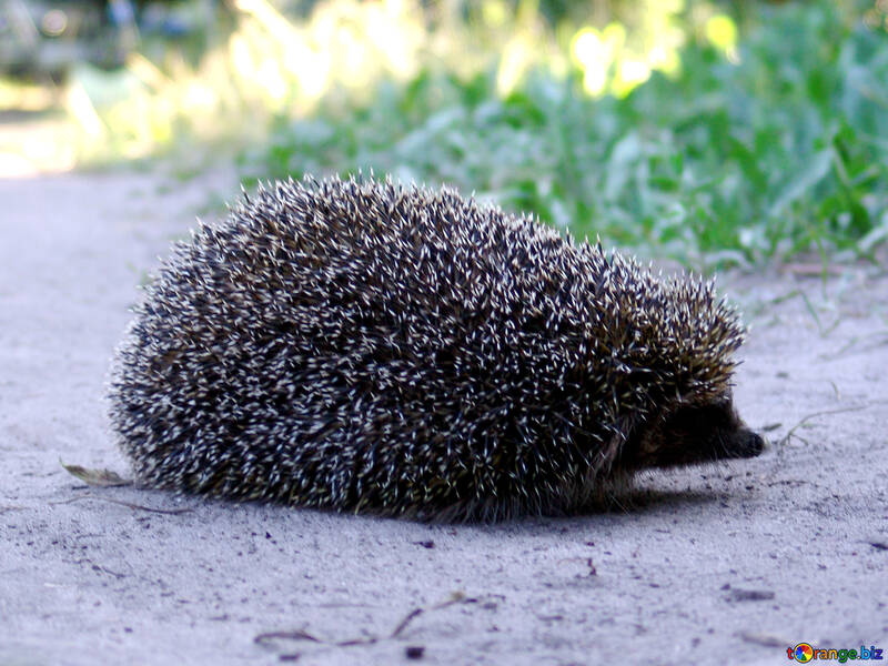 Hedgehog on trpinke №2030
