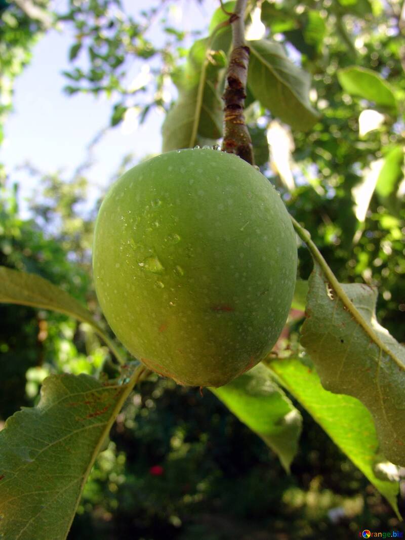 Pomme verte sur une branche №2413