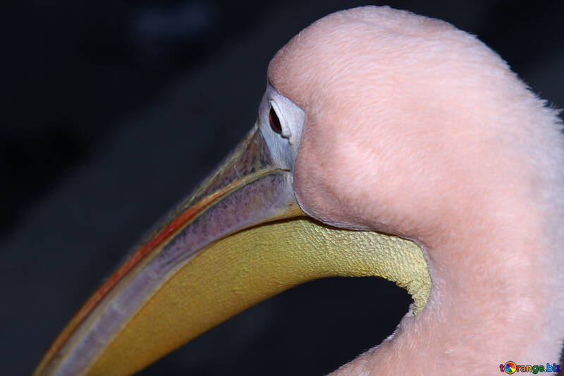 Голова рожевого пелікана №2925