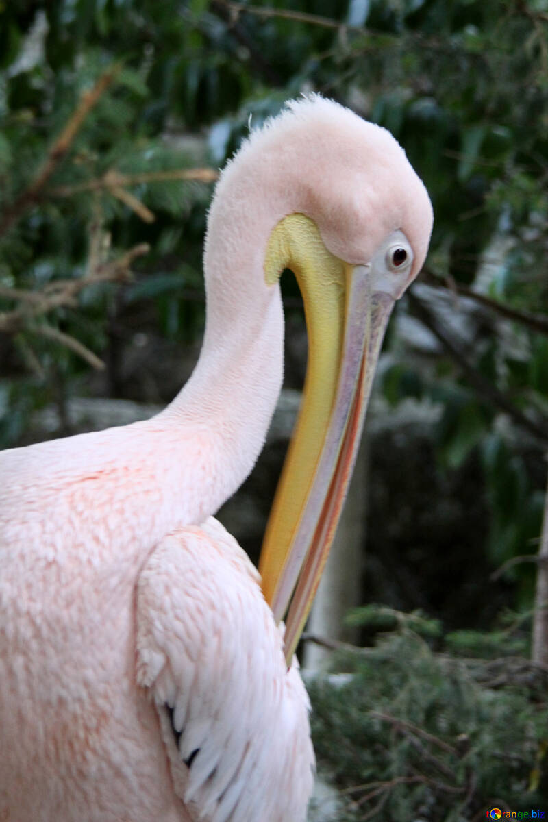  Pelican. Large head  №2896