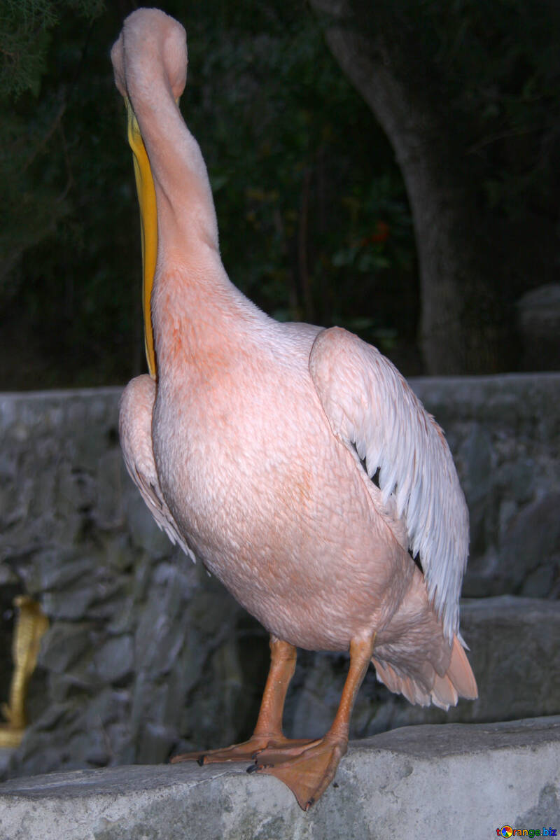  Pelicano Cor-de-rosa  №2898