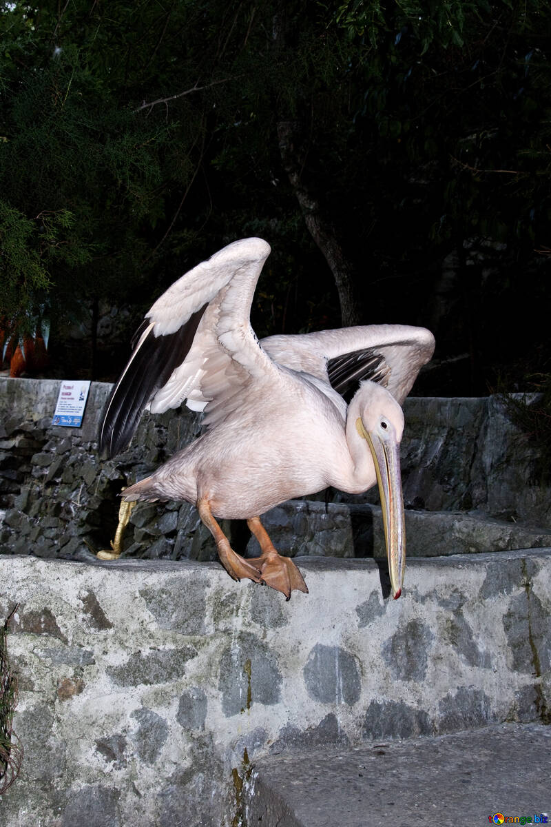  Pelican Pink  №2907