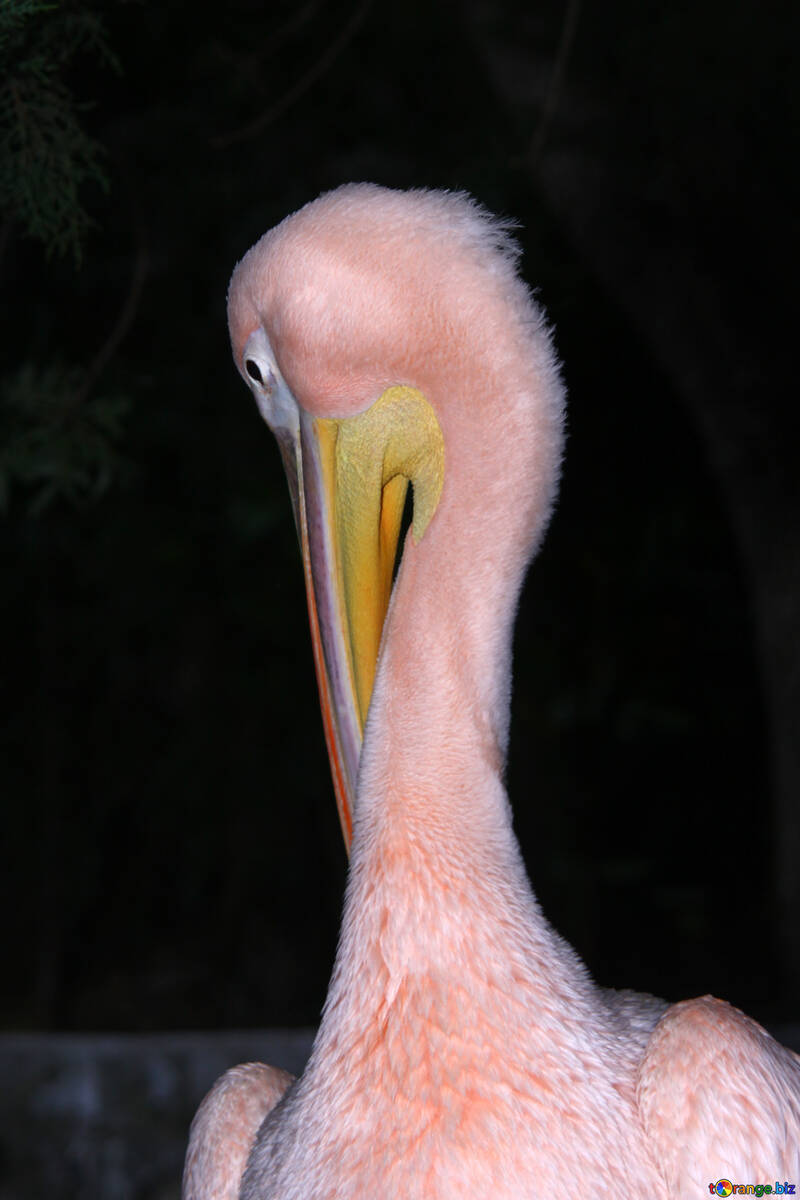  Pelican stretching his neck  №2903