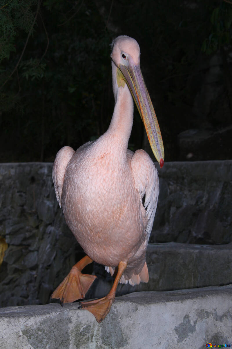  Pelican. Jardim zoológico Yalta  №2905