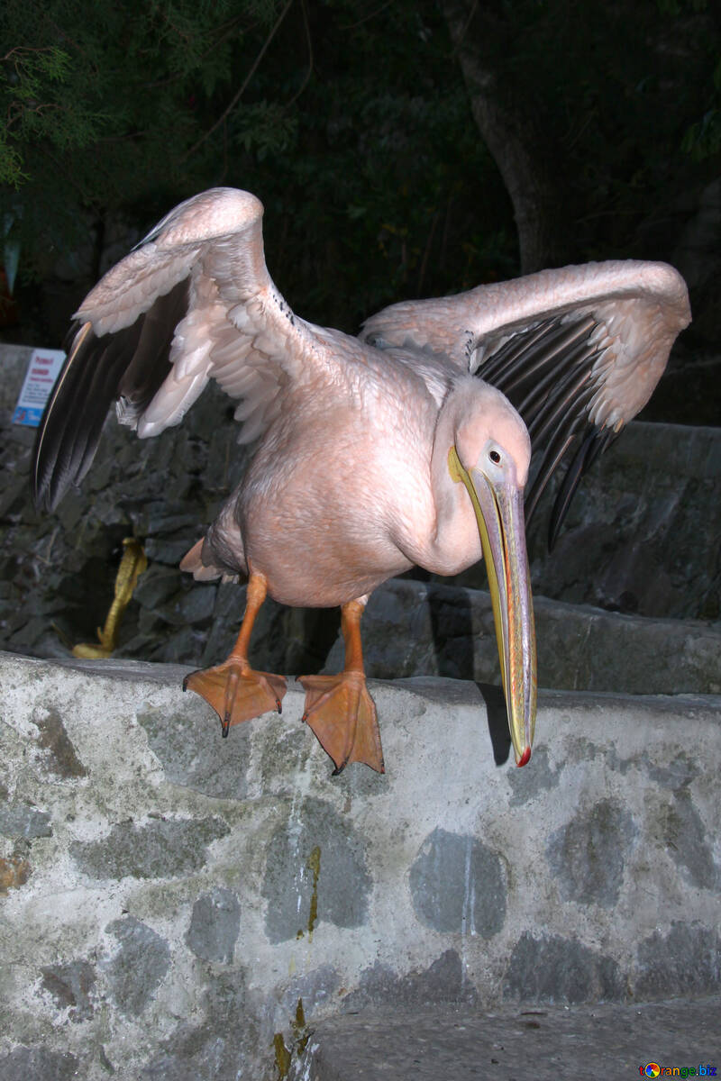  Pelikan prépare à mouche  №2906