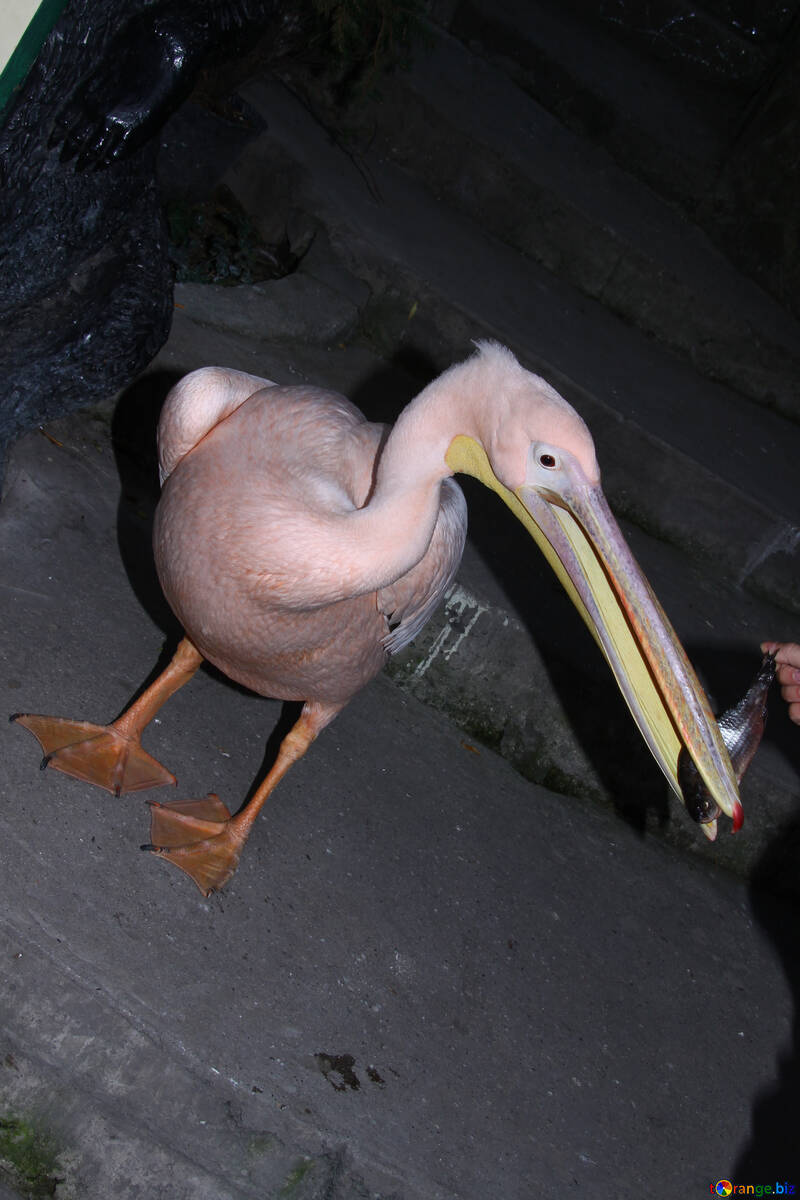 Pink  pelican №2927