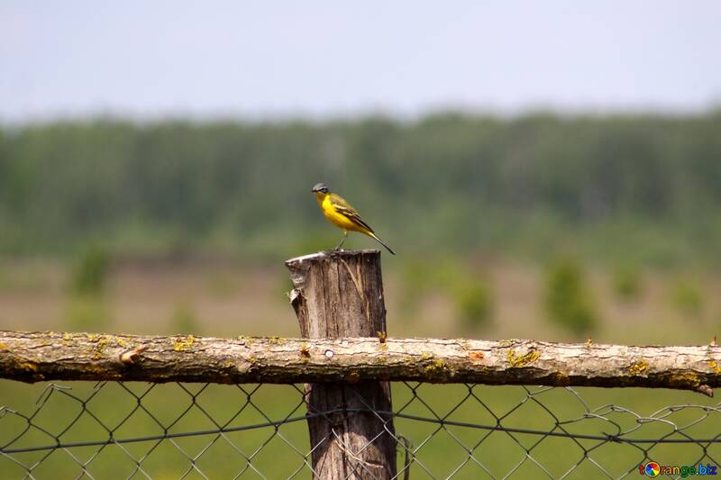 Yellow bird on wooden fence №2461
