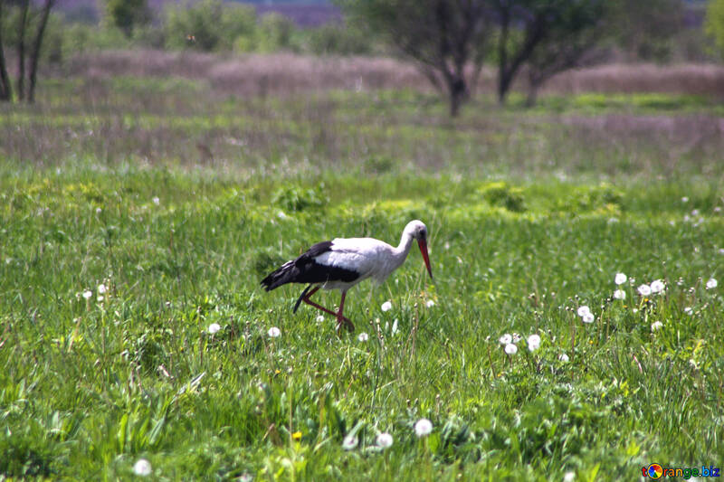 Stork in search of food №2022