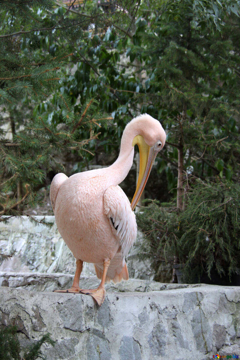 White Pelican №2897