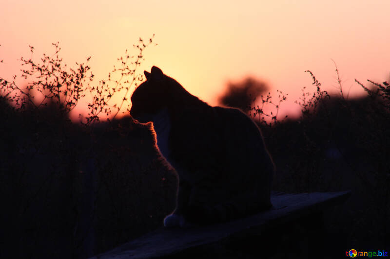  A silhouette of cat cat cat silhouette  №2875