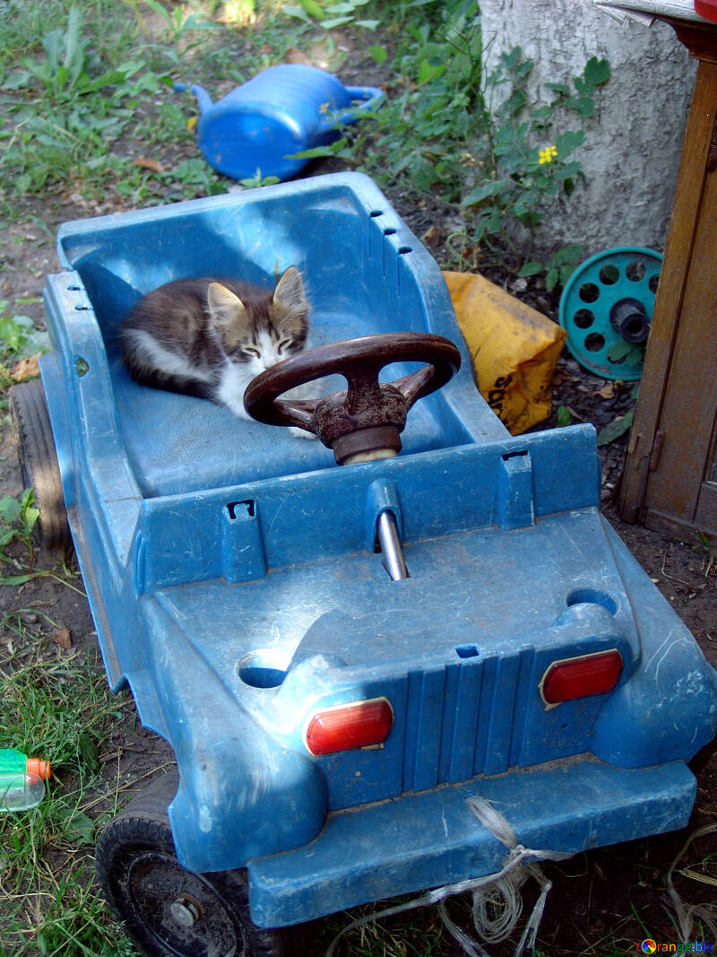 Kitten in baby car №2780