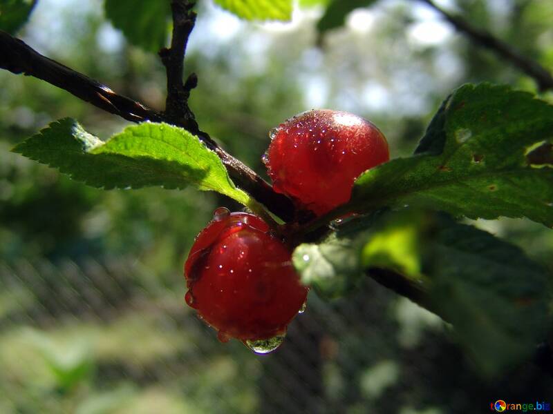 Berries Chinese cherry №2421