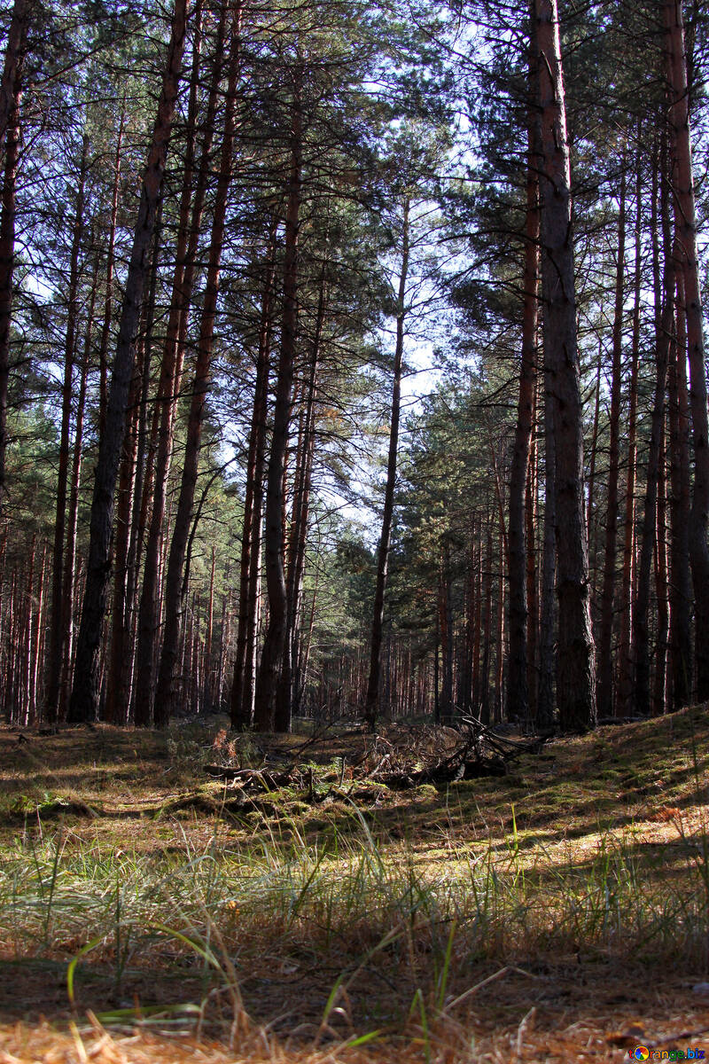 Coniferous Forest №2144
