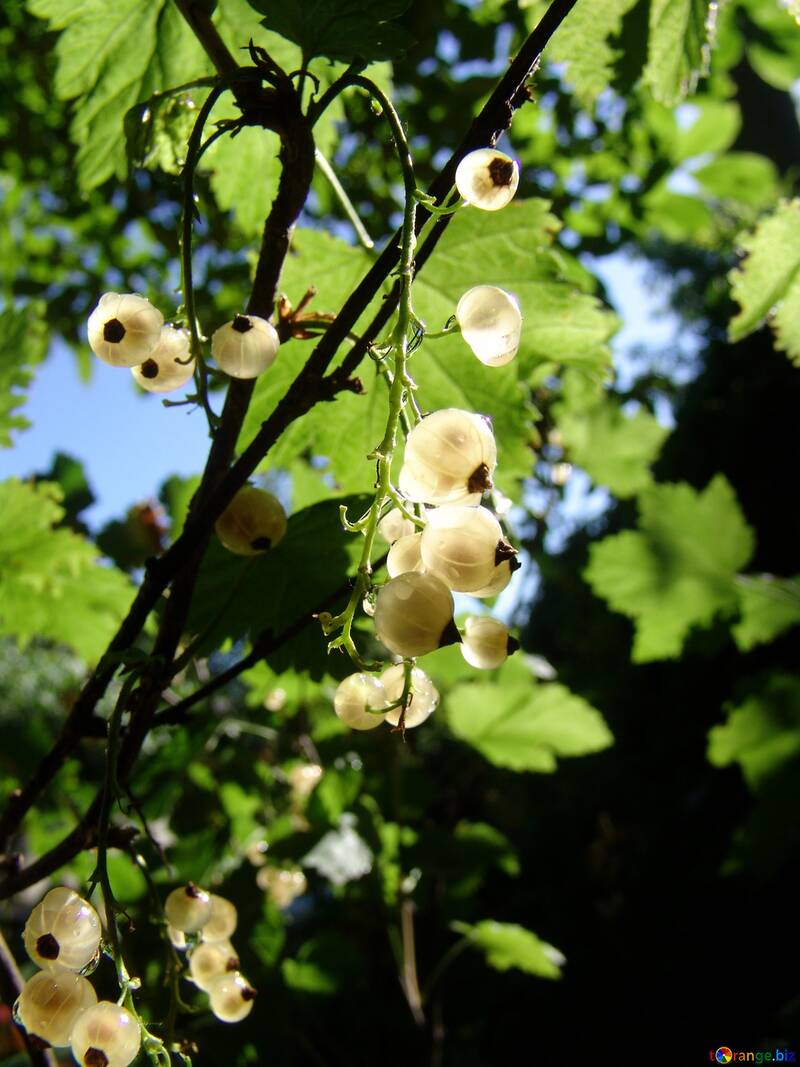  bayas de grosella en una rama blanca  №2451