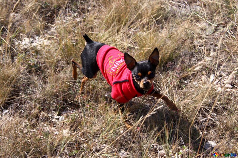 Toy Terrier in red clothes №2164