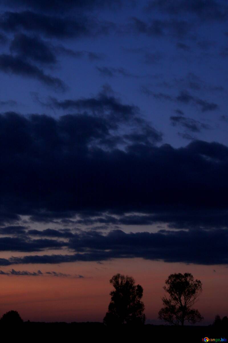 Deux arbres sur le ciel du soir №2404