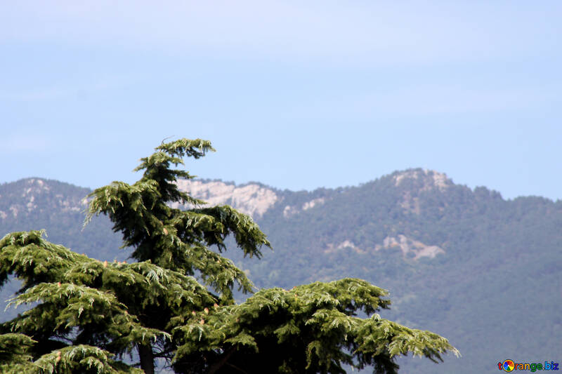 The top of pine tree in the background of mountains №2180