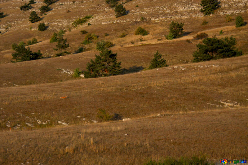 Hills. Dry grass. Pines №2333