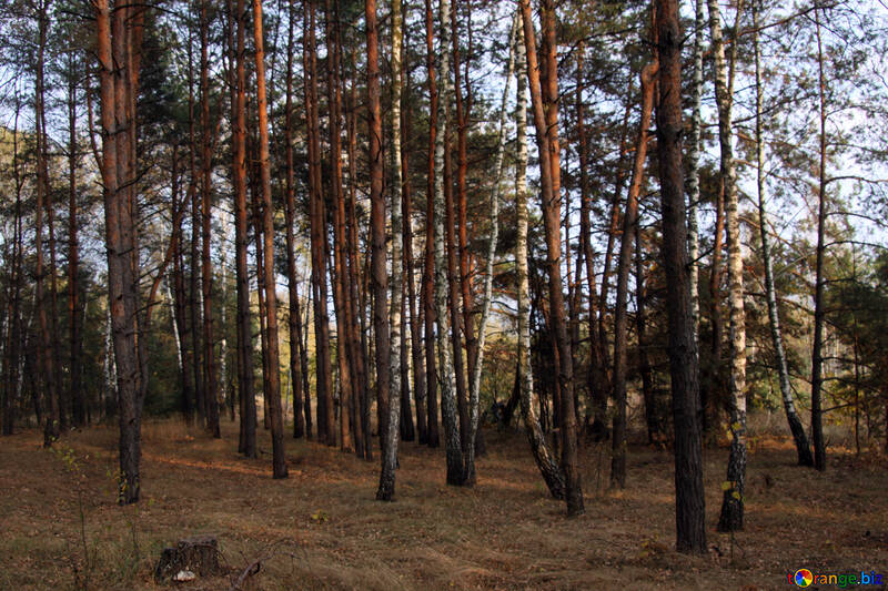 Mixed forest №2153