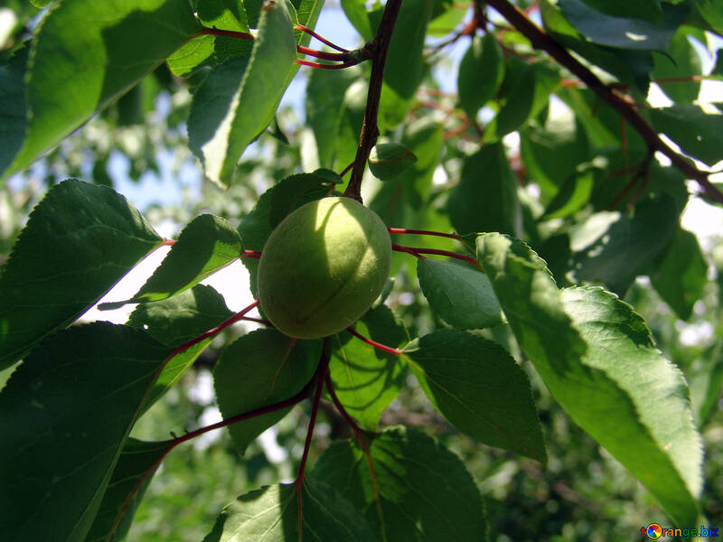 Green apricot on branch №2042