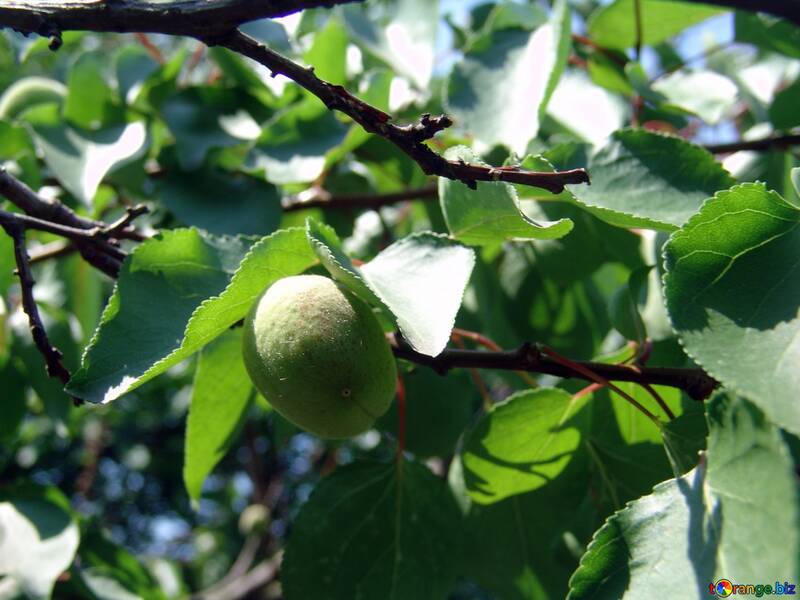 Abricot vert sur une branche №2410