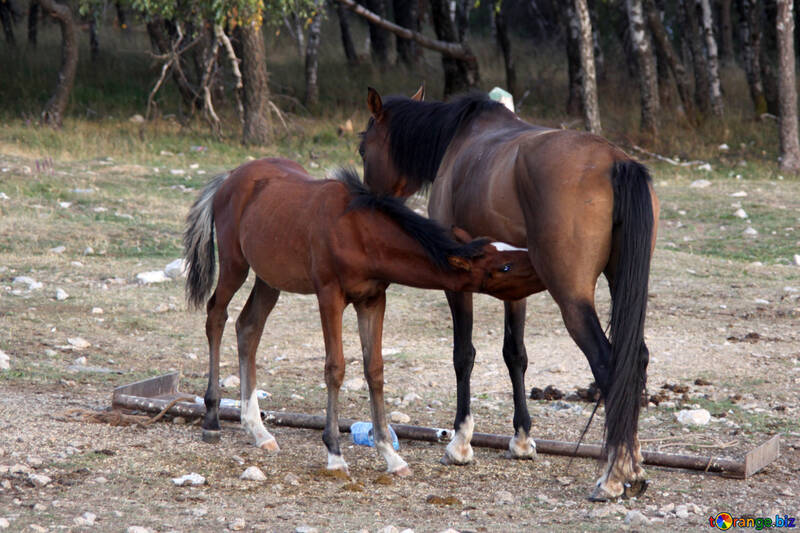  de alimentación de la yegua yegua caballo potro  №2326