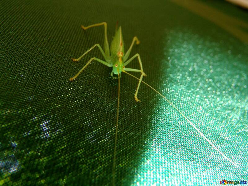 Green  Grasshopper №2409