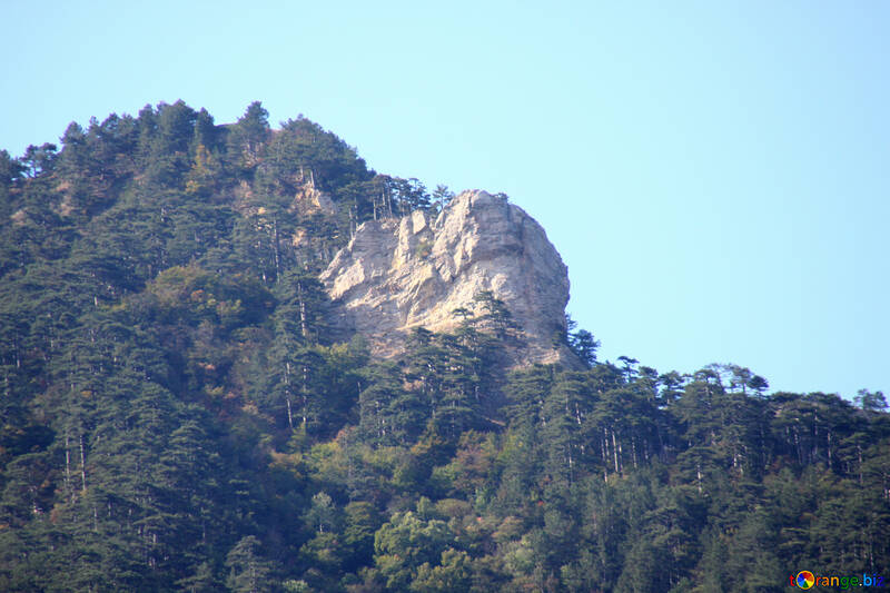 La cima rocosa que ha cubierto de los pinos №2174