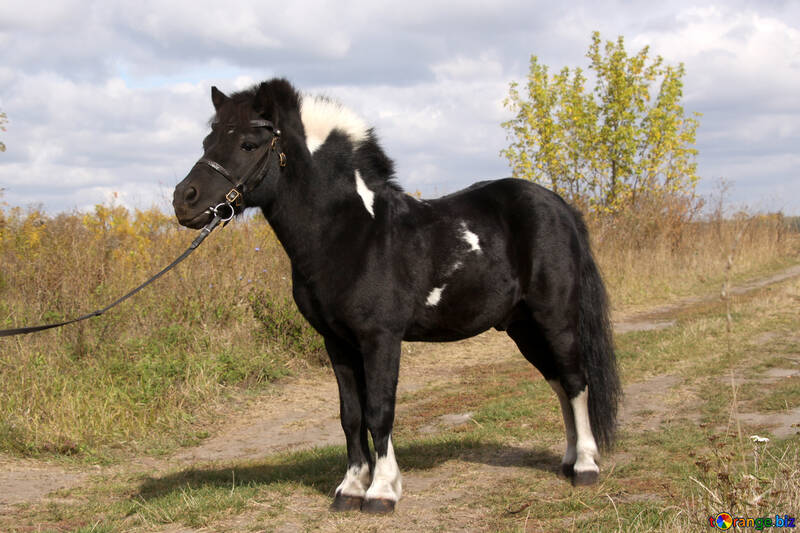 Shetland-Pony №2129