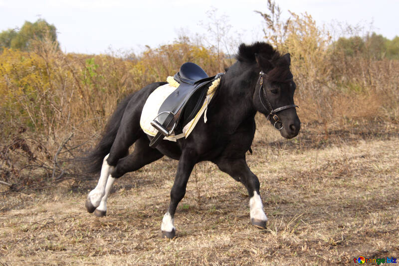Pony under saddle №2125