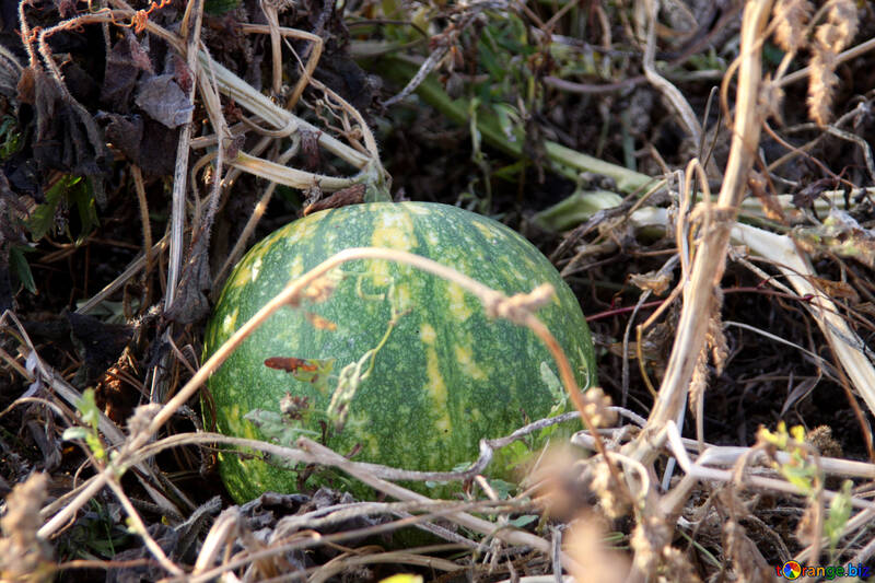 Pumpkin №2141