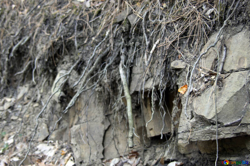  raizes de árvores em rochas №2171