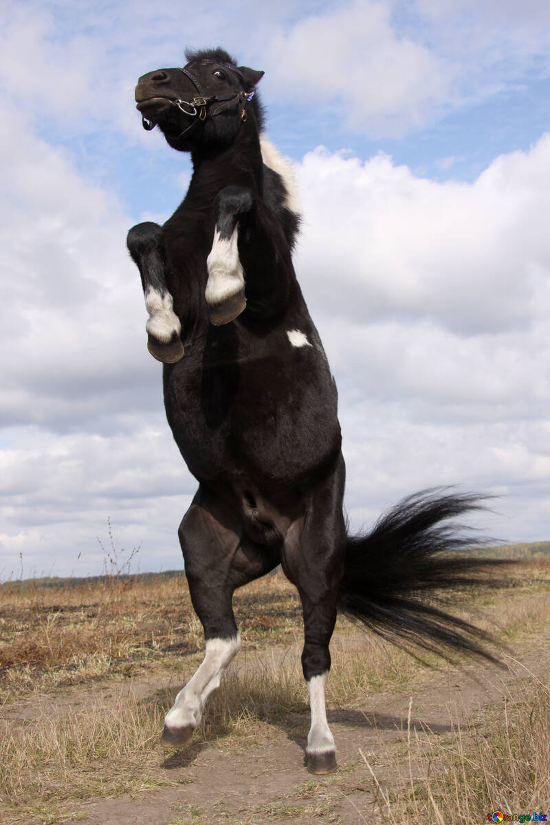 Pony dancing  №2133