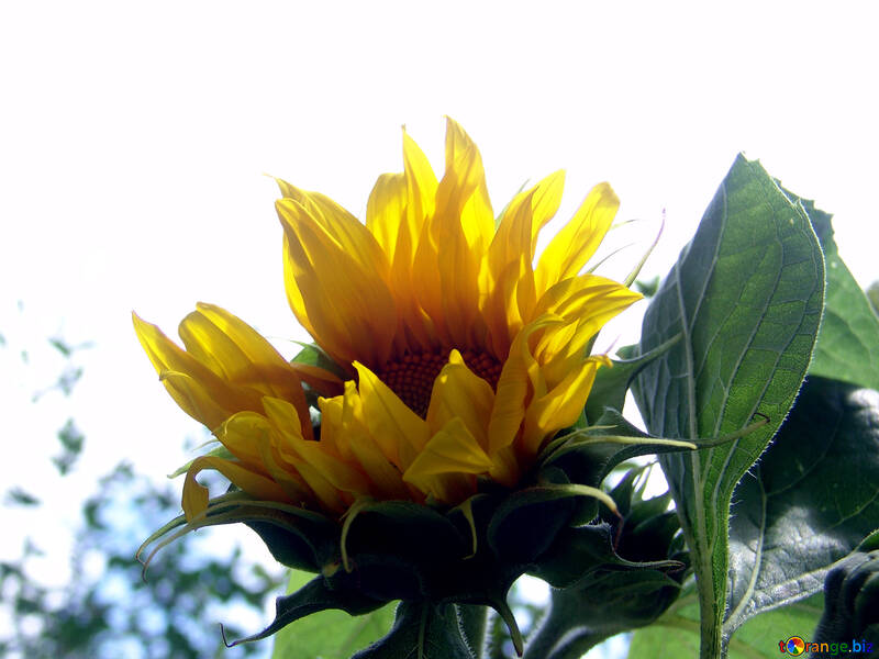Sonnenblume №2036