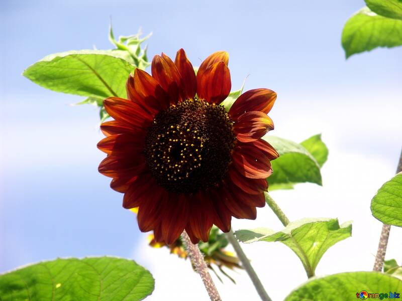  Sunflower decorative red brown  №2493