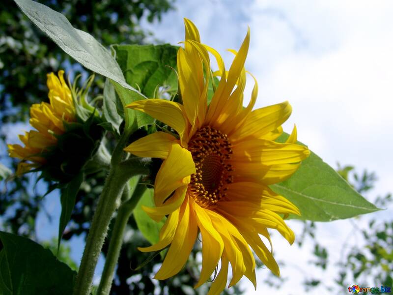  Sonnenblumen  №2484