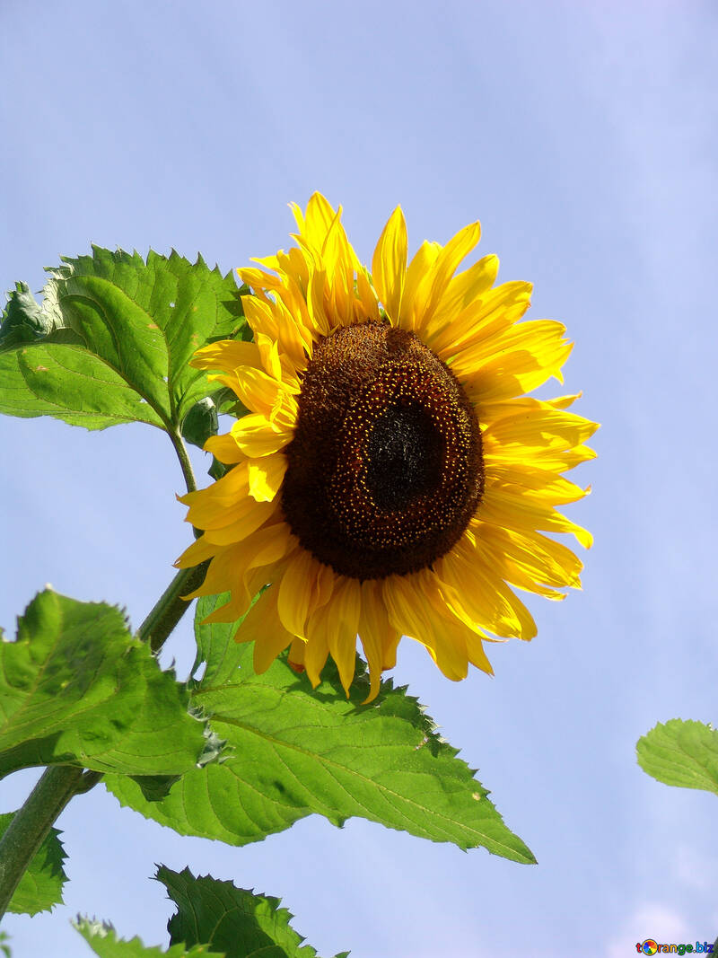 A flower of sunflower against blue sky №2027