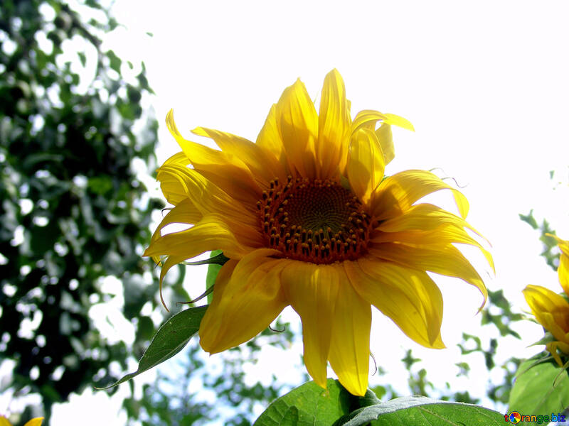 Sunflower №2035