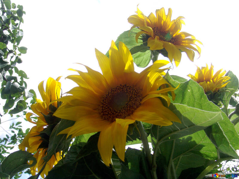Blumenstrauß aus Sonnenblumen №2026