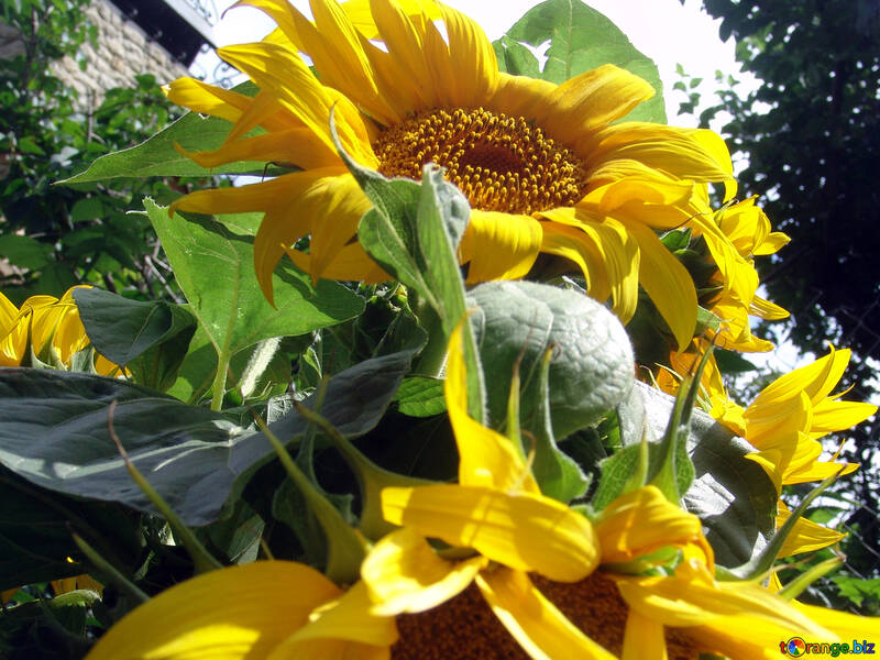 Sunflowers №2025