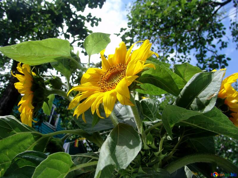  Sunflowers  №2487