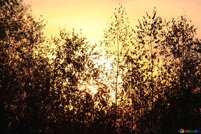  árboles en el fondo de la puesta del sol  №2696