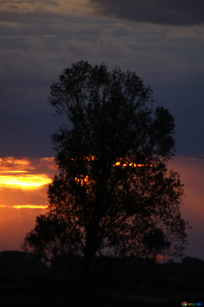  Un grande albero sotto i raggi del tramonto  №2797