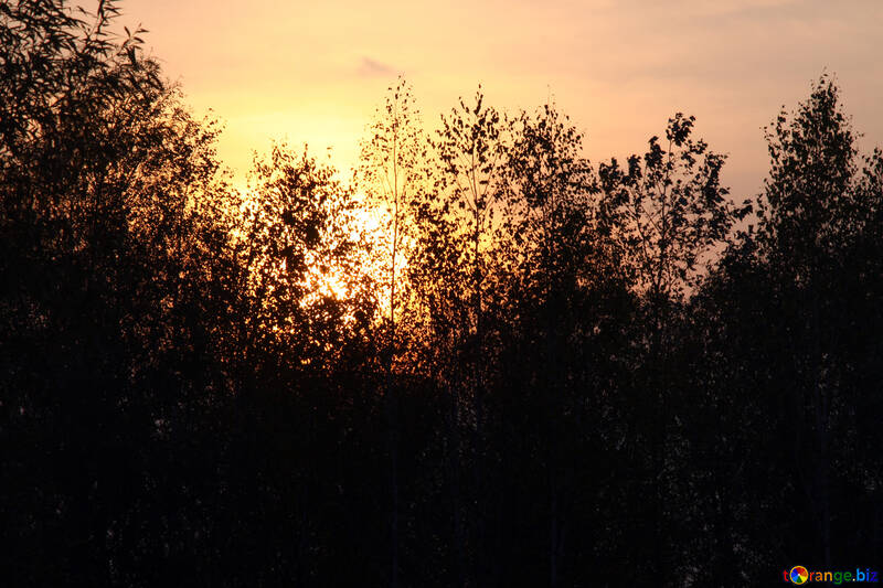  gelb Sonnenuntergang in den Wald  №2695