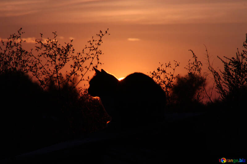  Cat on sunset  №2872