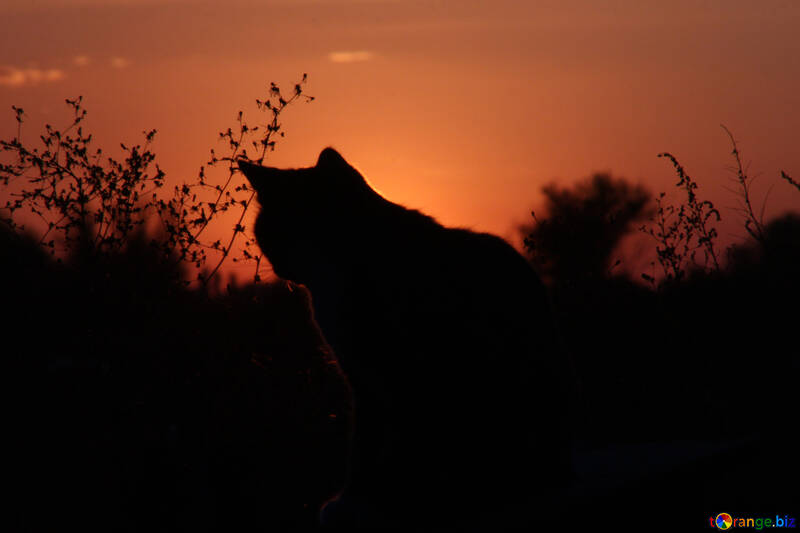  Cat sunset  №2874