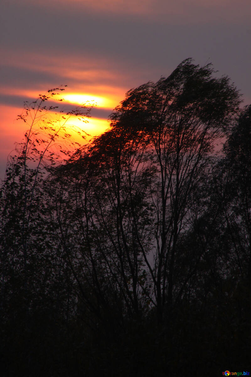, le ombre degli alberi cielo al tramonto  №2721